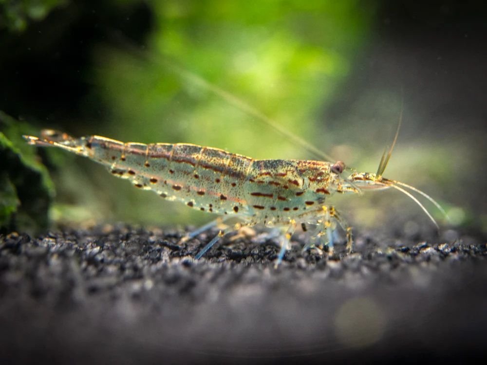 Breathe Life Into Your Aquarium